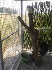 Courette extérieure du box commun chat
